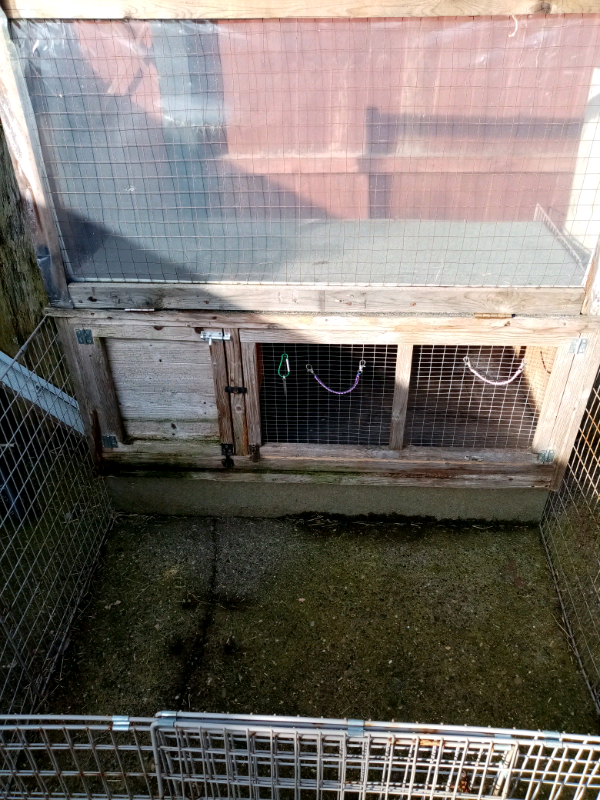 rabbit cages gumtree